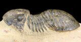Bargain, Paralejurus Trilobite #43471-3